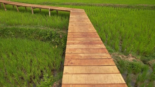 Rice Field in Luang Probang Laos