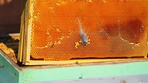 Busy Bees Collect Nectar in Honeycomb Frame