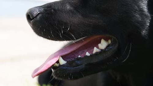 Black labrador/collie dog panting after a long walk on a hot sunny day. Close-up shot in slow motion