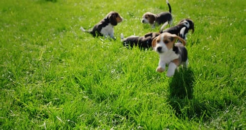 Cheerful Active Beagle Puppies Run Across the Green Lawn