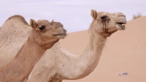 Two Middle Eastern Camels in the Desert in UAE