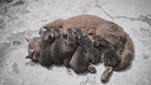 Cat Nursing her Newborn Kittens on Blanket