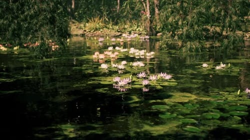 Lush Water Lilies Blooming in a Tranquil Jungle Landscape of Vietnam
