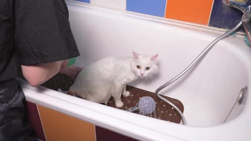 White Cat Getting a Bath in Bathtub