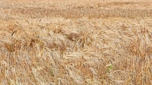 Ripe wheat ears sway in the wind and are ready for harvest