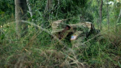 Military Strips On The Ground Of The Forest Between To Plants