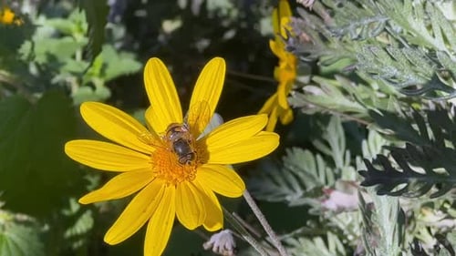 Bees Pollinating Vibrant Yellow Flower in Sunshine
