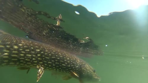 A Lone Northern Pike Fish Swimming Away The Camera. - underwater shot