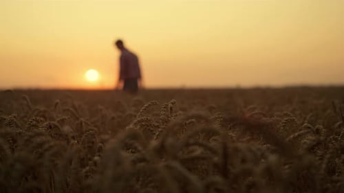 Silhouette of a successful man walking on golden wheat field at sunset