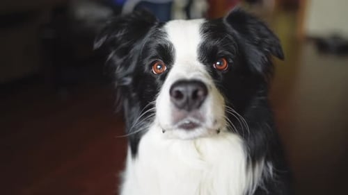 Lustiges Portrait Süßes Hündchen Border Collie für den Innenbereich, der sich zu Hause ausruht Welpe Hund drinnen in