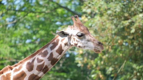Nahaufnahme einer Giraffe inmitten von Bäumen mit grasbewachsener Umgebung