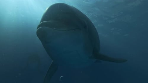 Curious bottlenose dolphin looks at camera, flaps its fins and releases stream of air bubbles