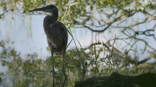 A great blue heron stands gracefully among tree branches, its feathers catching the light as it surv