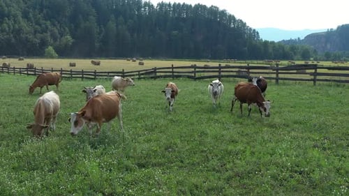 Cows Grazing Peacefully in a Lush Green Pasture Setting