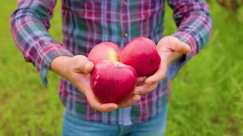 Hands Hold Fresh Red Apples During a Sunny Day in a Lush Orchard