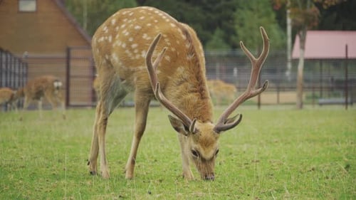 Spotted Deer Grazing on a Green Meadow
