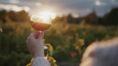 Der Verkoster hält ein Glas Rotwein in der Hand vor dem Hintergrund des Weinbergs, in dem die Sonne untergeht