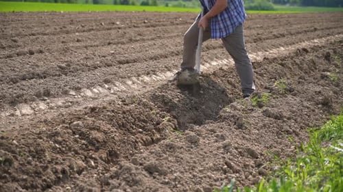 Farmer Work Mnually in Farm Field