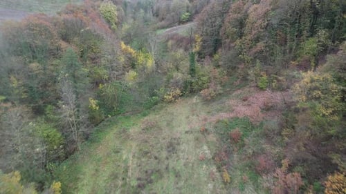 Bäume im Herbst
