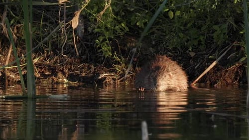 Biber fressen Pflanzen am Ufer des Flusses in Zeitlupe