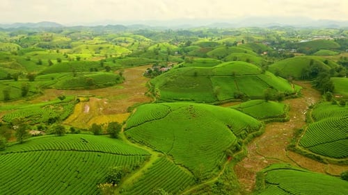 Aerial view of tea plantations on rolling hills, Vietnam.