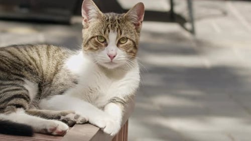 Chat couché regardant la caméra et miaulant