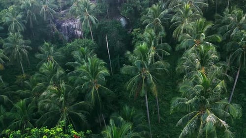 Aerial View Wild Tropical Nature the Camera Flies Along the Palm Trees and Rocks in a Tropical