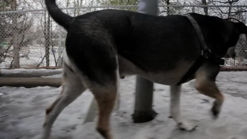 Dog on Leash Walking in Winter Enclosure