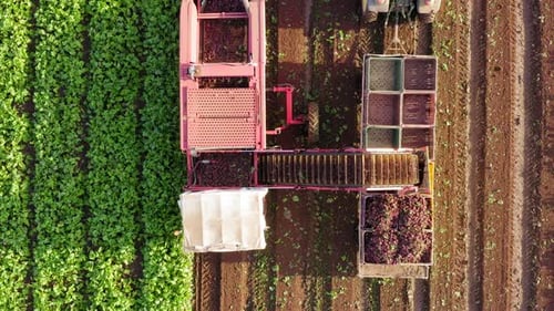 Beetroot Harvesting process, Early morning aerial follow footage