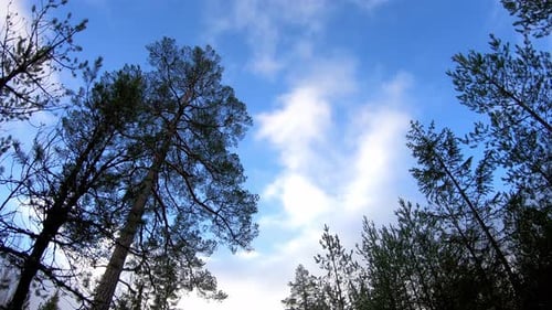 Wolken bewegen sich am blauen Himmel in einem Wald mit Pinien. Ich schaue in den Himmel.