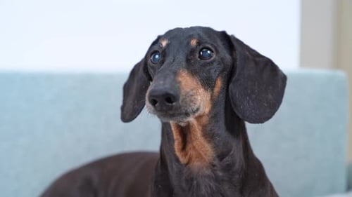 Dachshund Dog Close Up on Couch Indoors