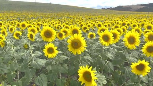 Yellow field and hill covered in beautiful big Sunflower flowers, agriculture, farming.