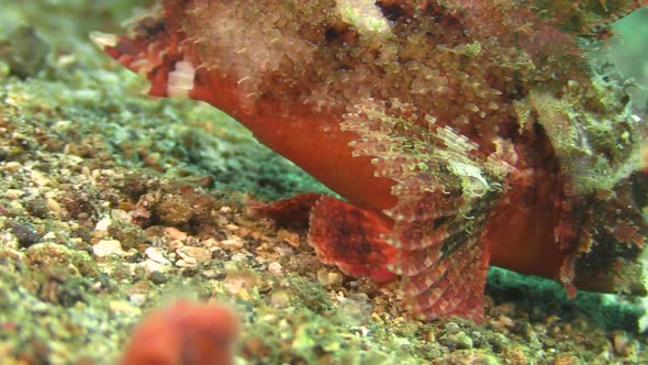 Raggy scorpionfish walking over sandy slope using pectoral fins like ...