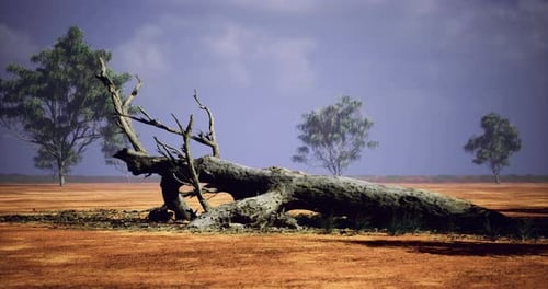 Fallen Tree Trunk in Arid Desert Landscape