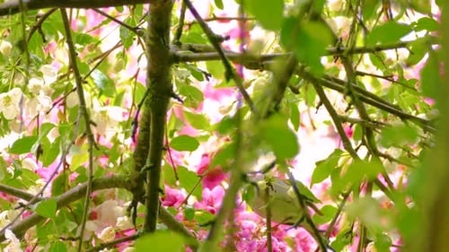 A Tennessee Warbler hops around in a flowering tree.
