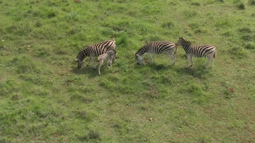 Drone aerial footage of a Zebra baby drinking from Zebra mother on summer savannah in Africa.
