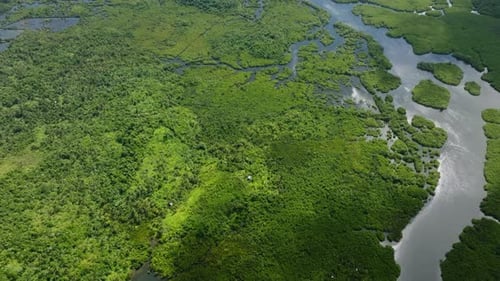 Top View of Mangrove Forest and Waterways Siargao Philippines
