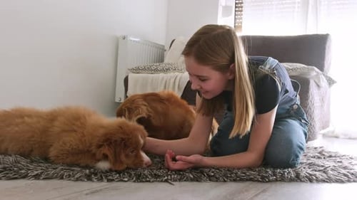 Girl Playing with Two Cute Puppy Dogs