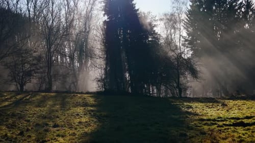 Morning sun rays streaming through misty forest with long shadows across frosty meadow, peaceful