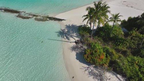 Aerial view of shore with palm trees, Maldives.