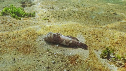 Dead Goby repose sur un fond sableux recouvert de microalgues et de nombreuses petites bulles de gaz qu'elles dégagent.