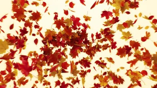 Maple Leaves Explosion 4K