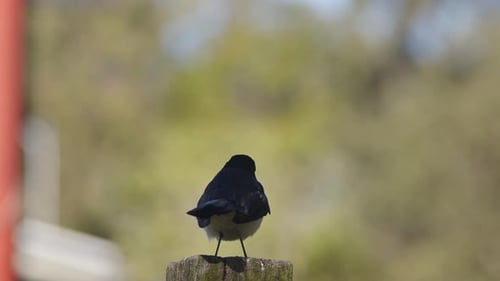 Small Black and White Bird Flicking Tail