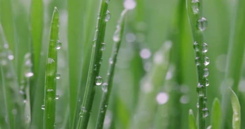 Green grass close-up super macro shooting.