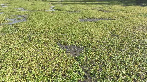 A River Or Swamp With Green Lillies A Top Aerial Shot