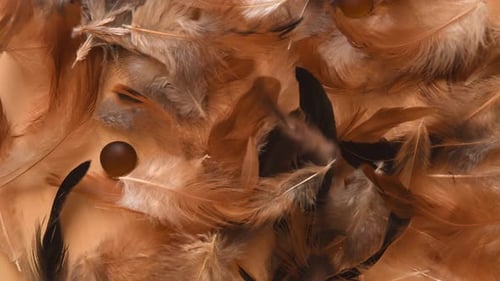 Top view of a minimal background with soft and fluffy white, brown and black feathers falling, near