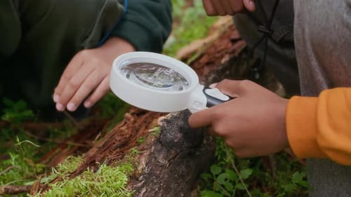 Crianças descobrindo a natureza com lupas na floresta