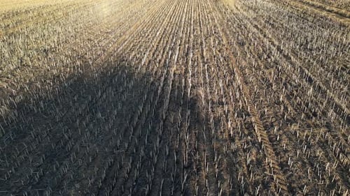 Field after wheat harvest. Aerial drone view and slow-motion