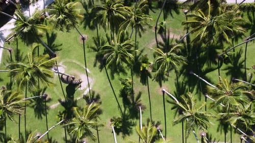 Tropical Palm Trees Birds Eye Aerial View