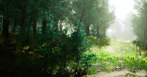 Sunlight Filters Through a Tranquil Forest Revealing Vibrant Greenery